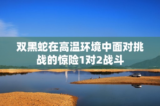 双黑蛇在高温环境中面对挑战的惊险1对2战斗