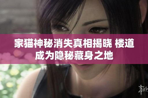 家猫神秘消失真相揭晓 楼道成为隐秘藏身之地